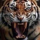 Tigers94